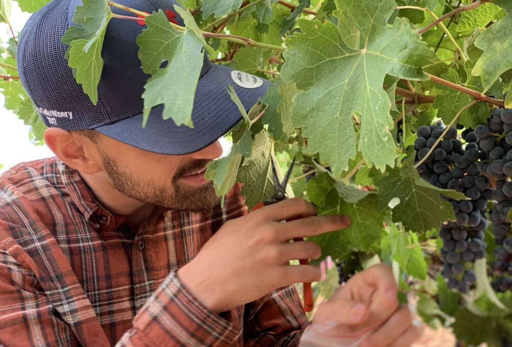 DATA: Researcher Pietro Previtali collecting grapes for the study in California. Photo: University of Adelaide. 