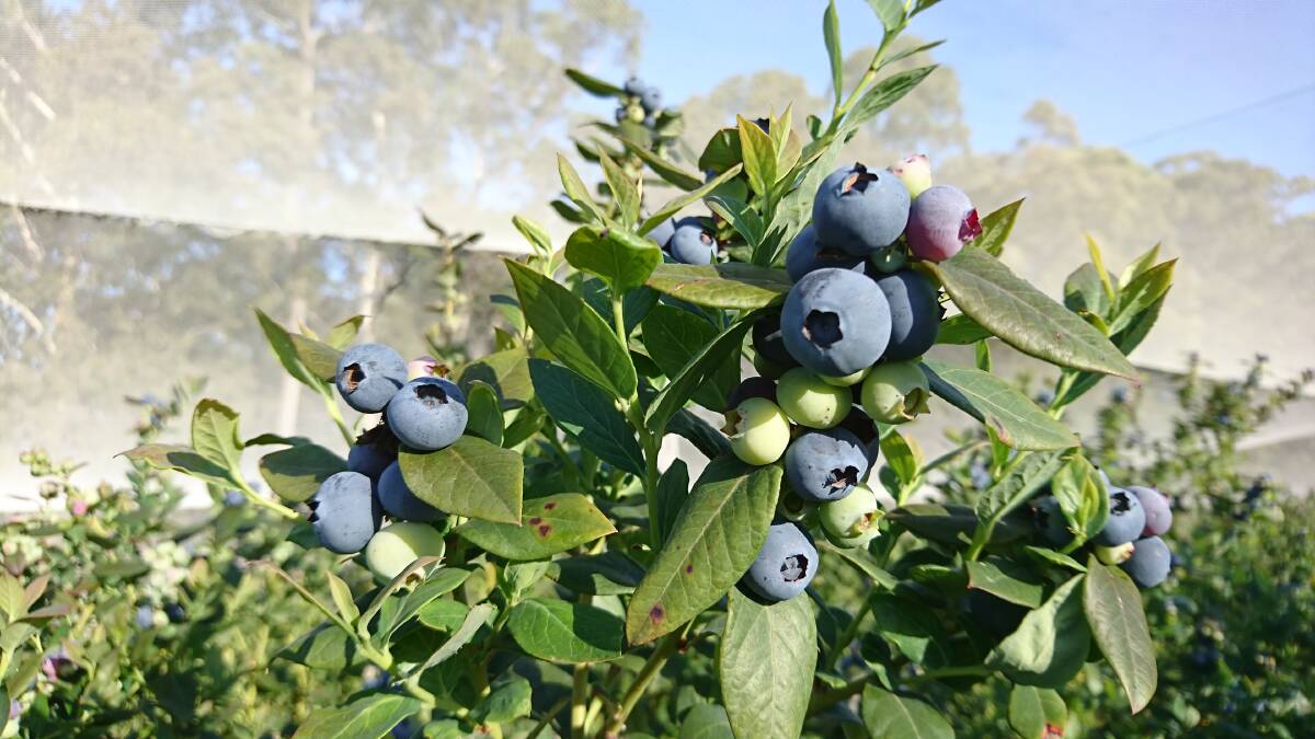 BUMPER: Ideal weather conditions in key growing areas are leading to a record blueberry harvest this season. 