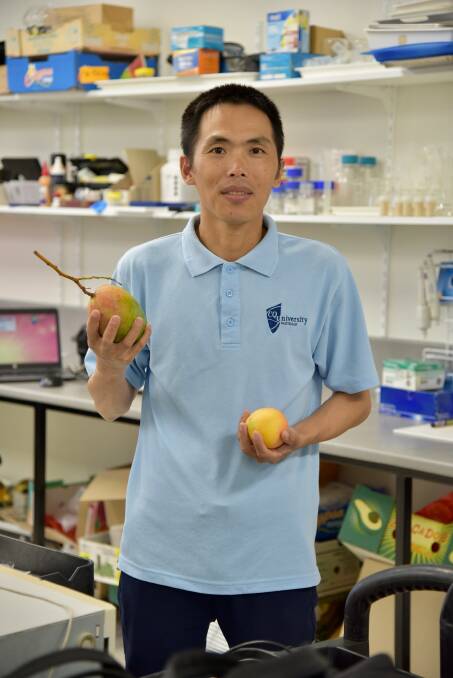 BOOST: Dr Wang has received a $180,000 Industry Research Fellowship from the Qld Government for his project which uses machine vision to optimise mango harvesting. 
