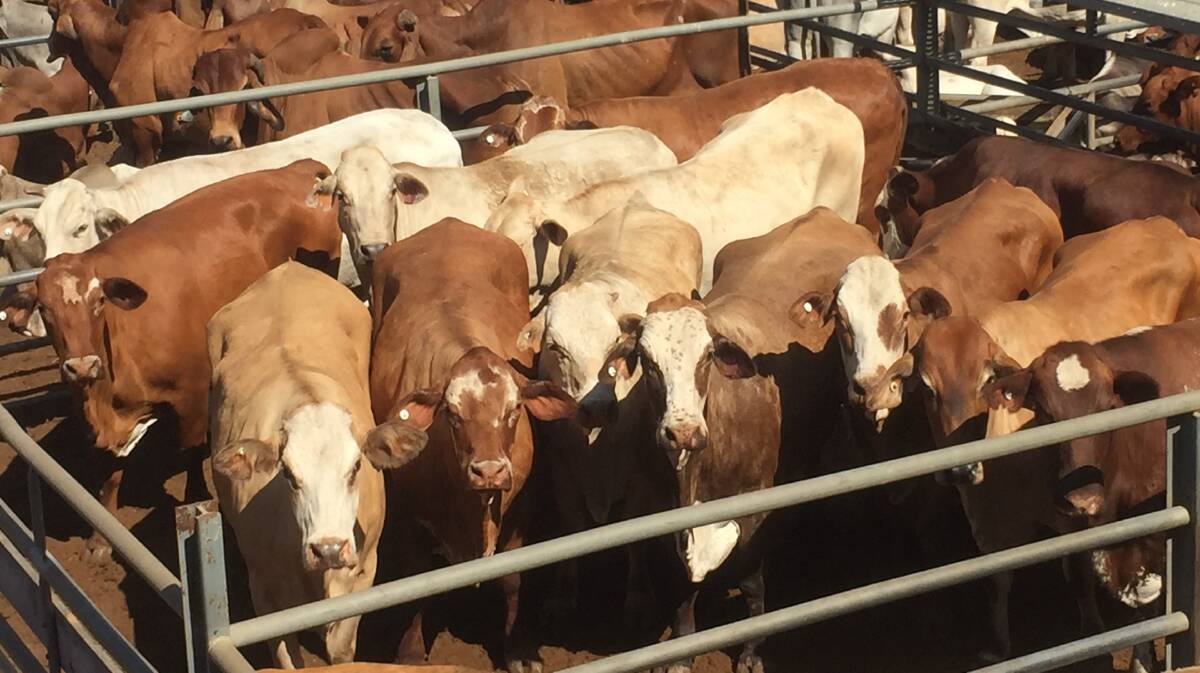 Weaner steers reach 508c, average 450c at Charters Towers