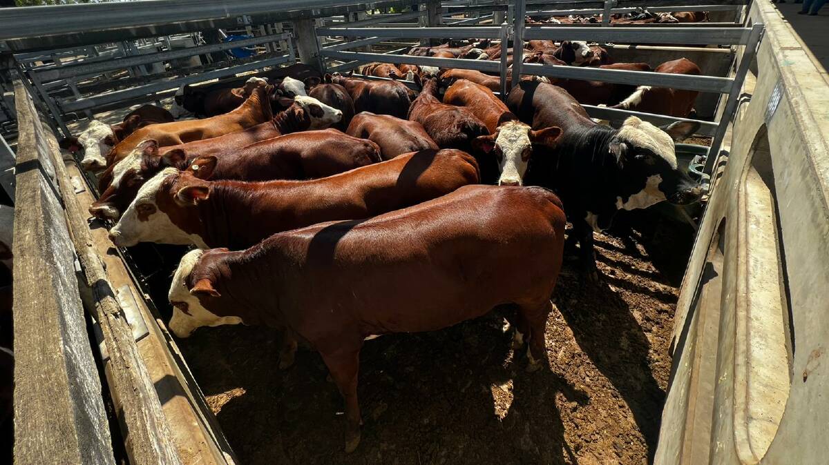 Allambee Cattle Company, Rolleston, reached 582c/kg for its 128 Braford cross heifers which averaged 362kg and returned $2111/head.