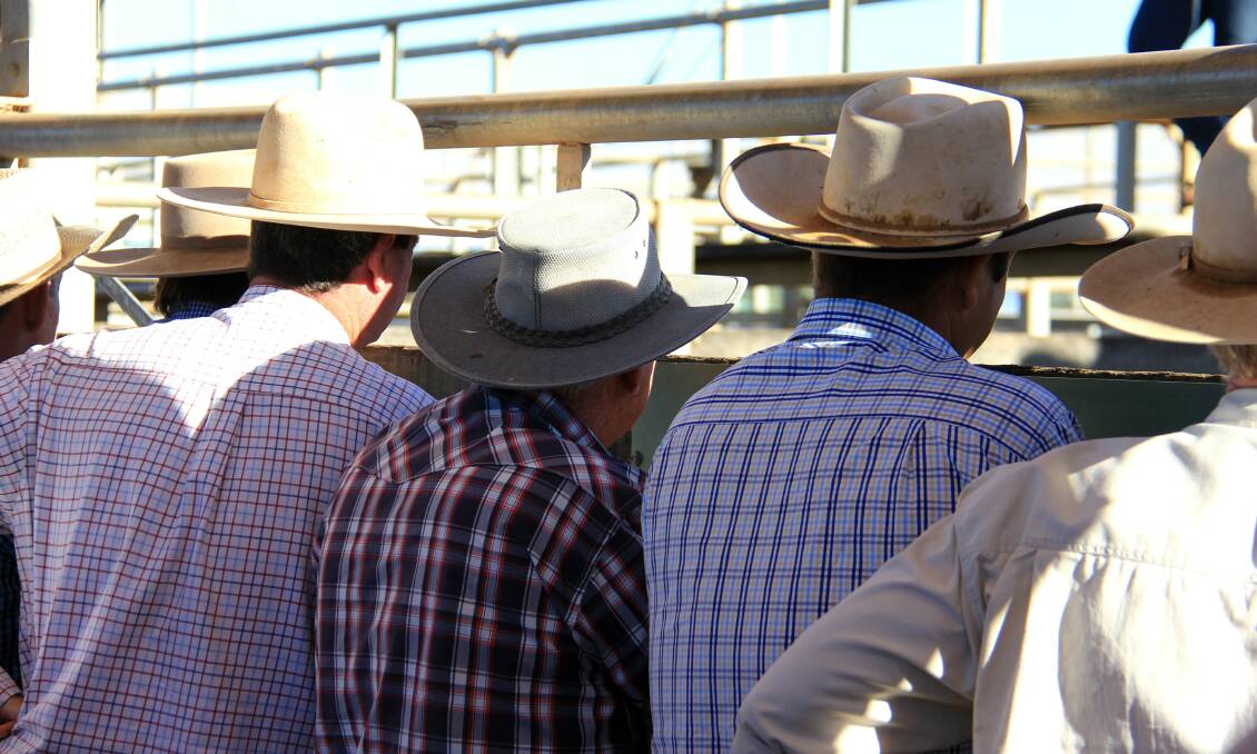 Young cattle dearer at Gympie