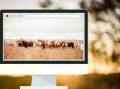 Online demand for light heifers