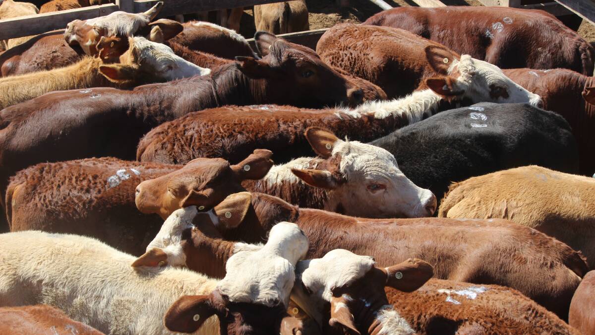 Cows and calves sell for $1250 at Miriam Vale