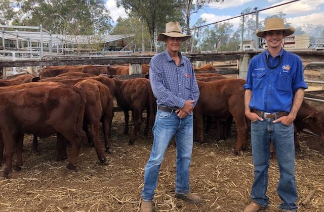 Richard Reiser and Cameron Bygrave with Richard's pen of heifers that sold for 252c at the Eidsvold saleyards last Wednesday.