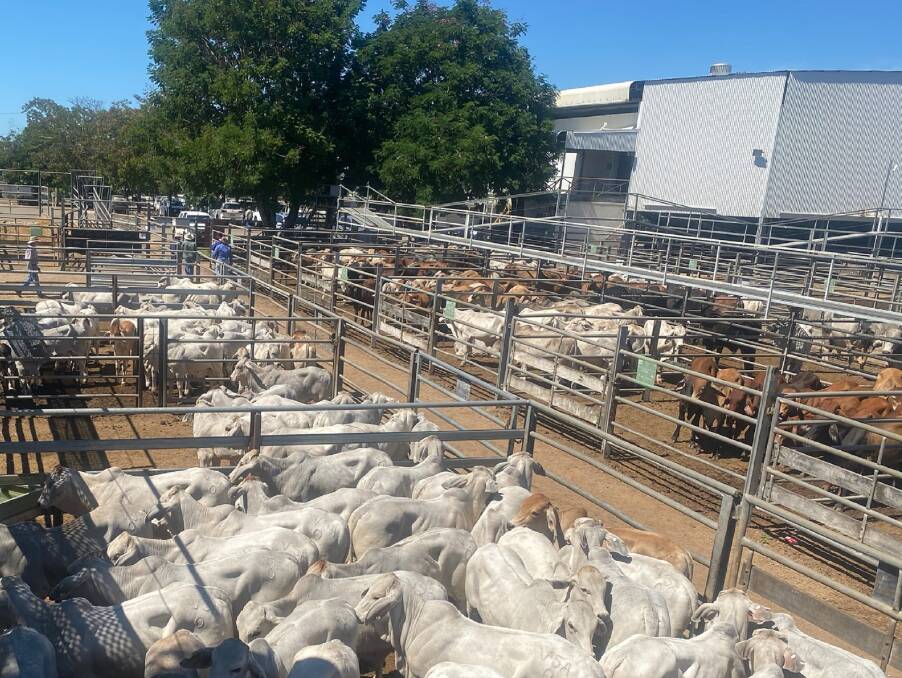 Weaner steers 590 at Charters Towers
