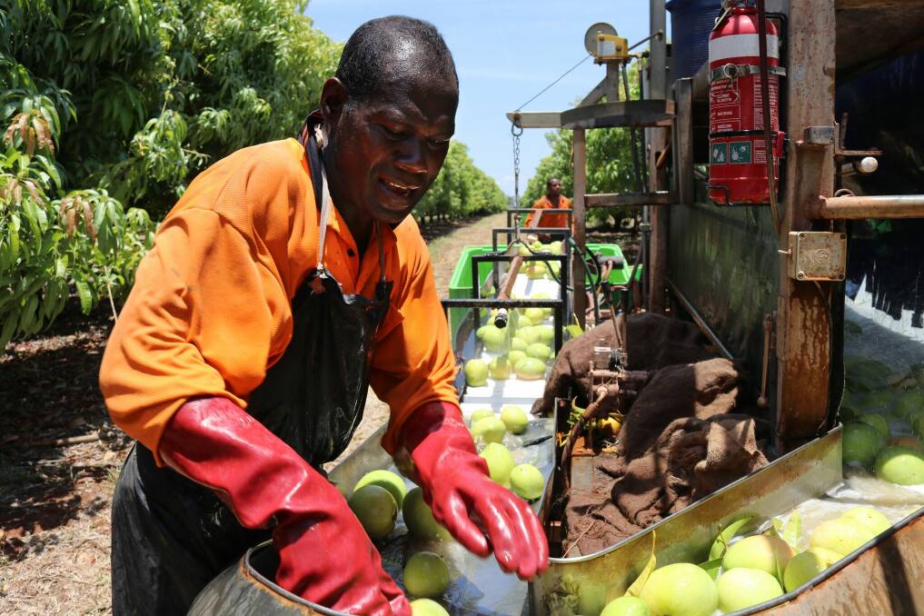 Solomon  Islands  workers  harvesting  mangoes  at  Nutrano  in  Katherine.  Photo -  Cardno