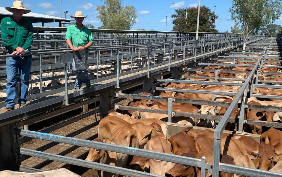 Julian Laver, Nutrien Ag Solutions Rockhampton (agent) with Simon Booth, Nutrien Ag Solutions Roma - Mitchell - Injune and Brahman steers from Yacamunda Investments Pty Ltd that sold to 580.2c to return $1570/hd.