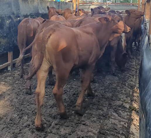 Steers 250kg a/c F and H Rockley topped the category at 500.2c/kg. 