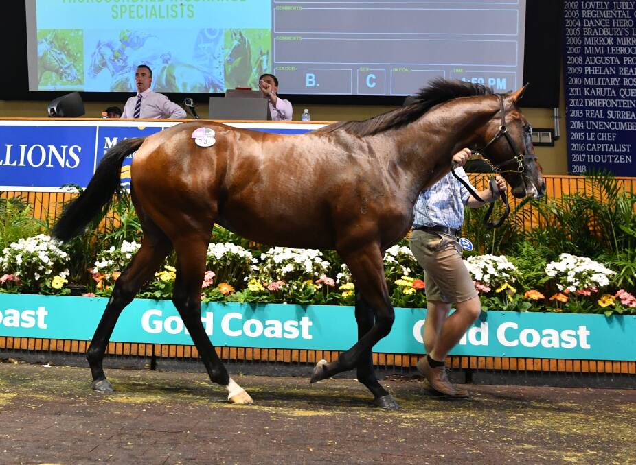 Flemington listed winner Banquo sells for $600,000 at the 2018 Magic Millions Gold Coast yearling sale. Picture: Magic Millions