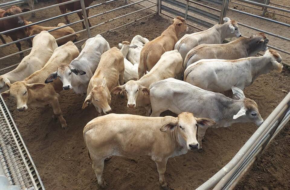 Store steers a/c S and S Ahlers weighing 234kg that sold for 401.2c/kg.
