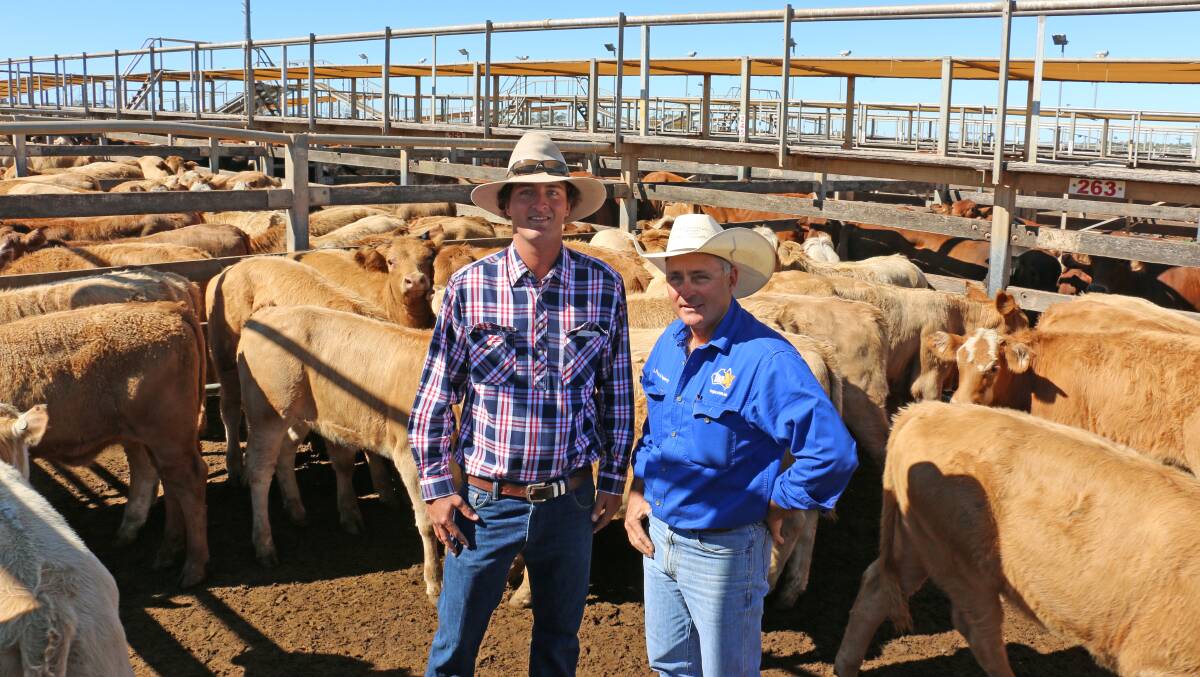 Tom Golden of Potters Flat, Yuleba and TopX agent Cyril Close with the Charolais cross heifers that sold to 256c/kg, reaching a top of $702 to average $578.