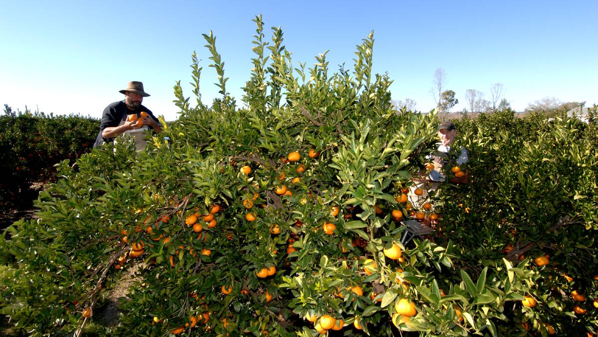 Representatives from Gayndah foreshadowed a difficult harvest and losses ahead for citrus.