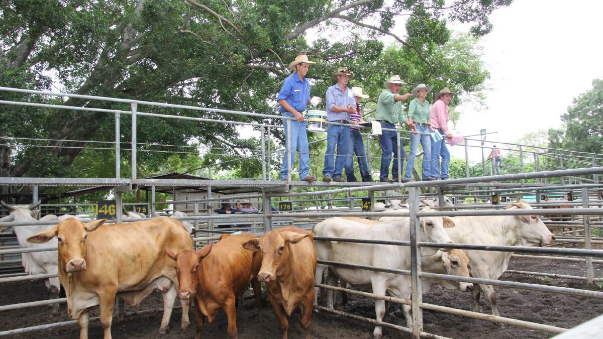 Steers reach 275c at Mareeba