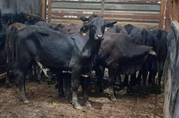 Topping the store heifers and setting a new saleyards record these heifers a/c O and K Jonssen weighing 181kg sold to a southern trader at 459.2c/kg.