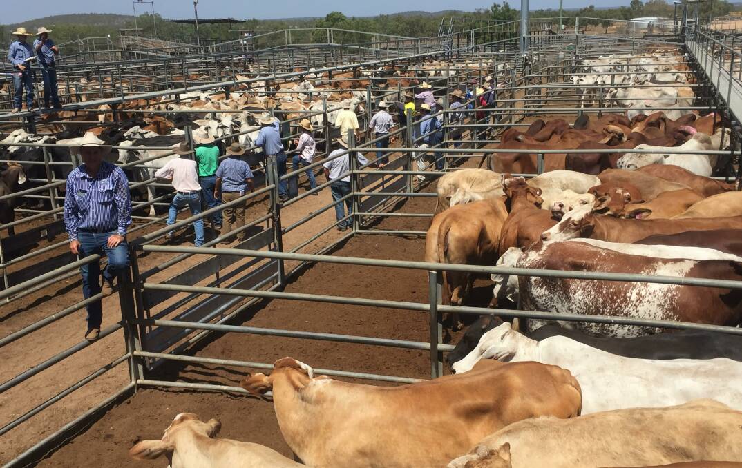 Weaner steers reach 485c, average 474c at Charters Towers
