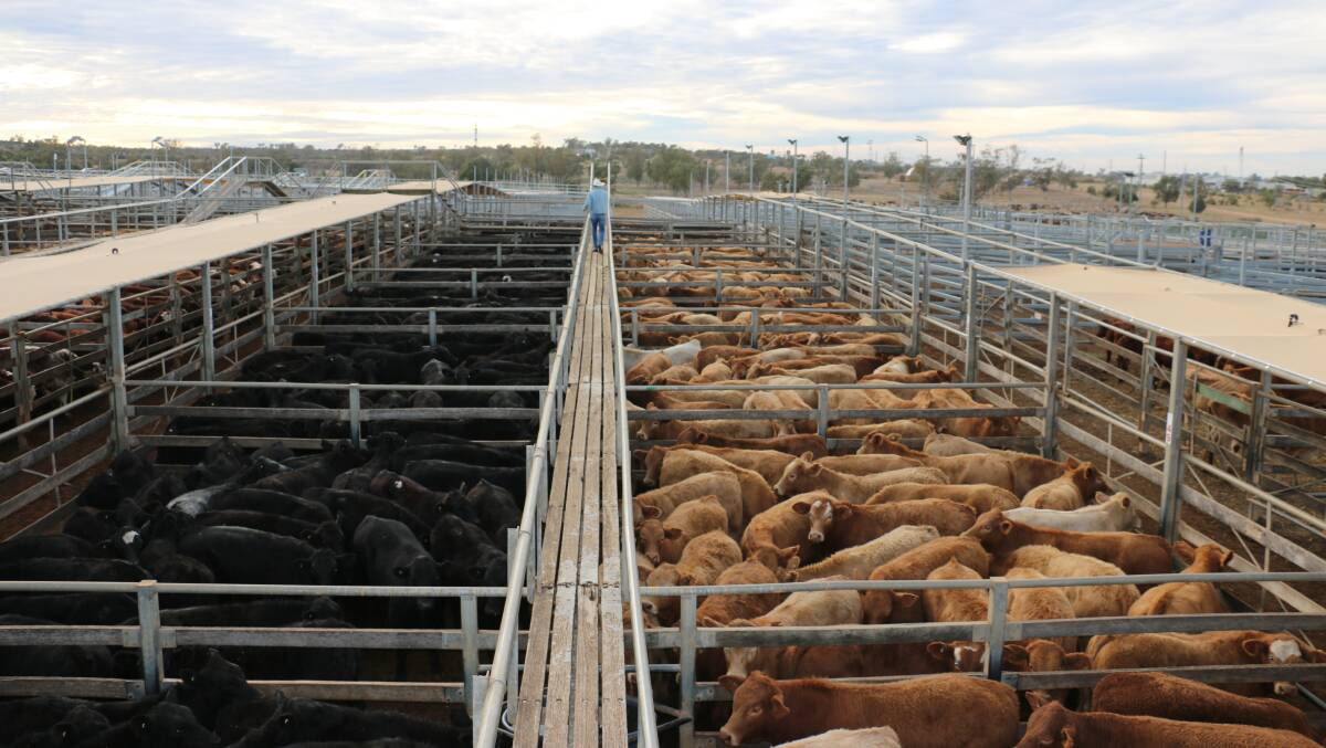 A line of Charolais and Angus steers from Kindee Pastoral Co, Muya, Mitchell. The Charolais steers sold to 324c/kg, reaching a top of $1222 to average $918.