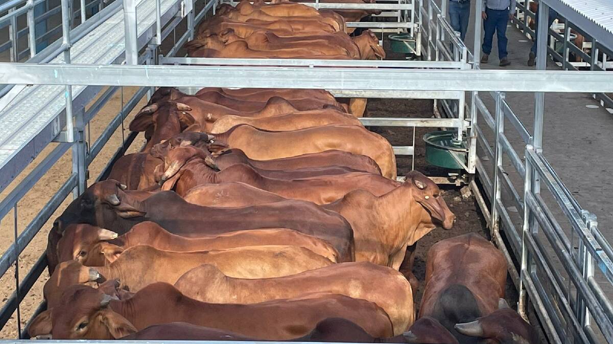 Hillcrest Pastoral Company, Middlemount, sold a run of bullocks that topped at 401.2c/kg and weighed 630kg to return $2353/head at Gracemere.