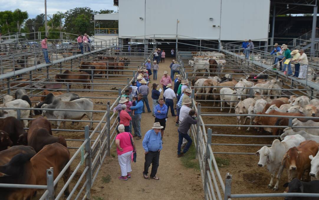 Weaner steers reach 282c at Charters Towers