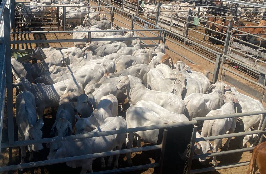 Weaner steers make 492c, average $784/hd at Charters Towers