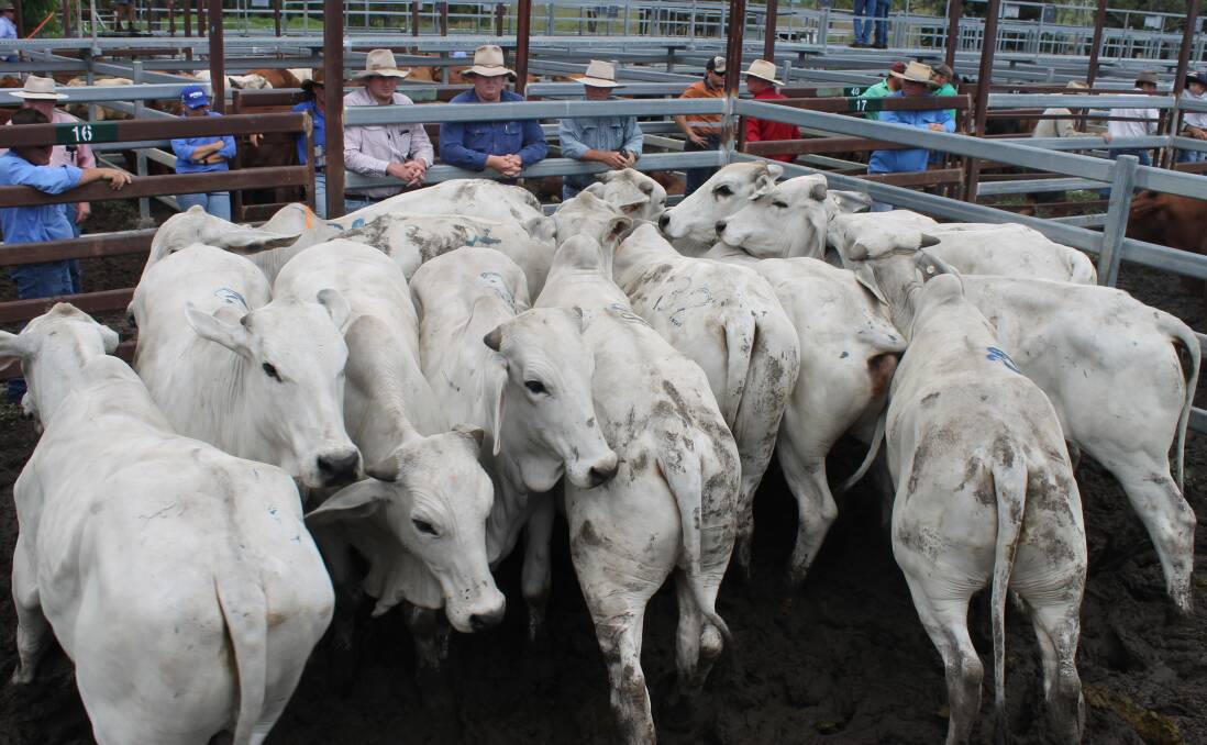 Younger family, Glenloch, sold quality Brahman steers 390kg for 286c/kg or $1116 to Doug King at Monto’s fat and store sale.