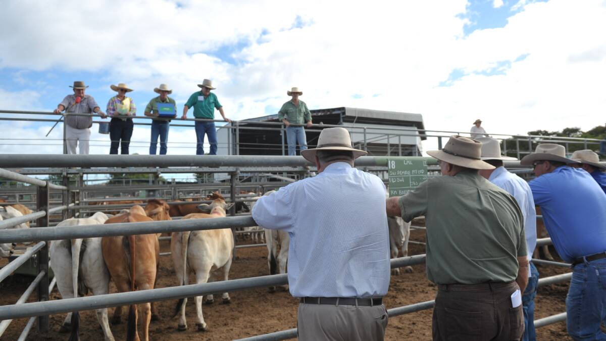 Weaner steers make 642c, average $1245/hd at Charters Towers