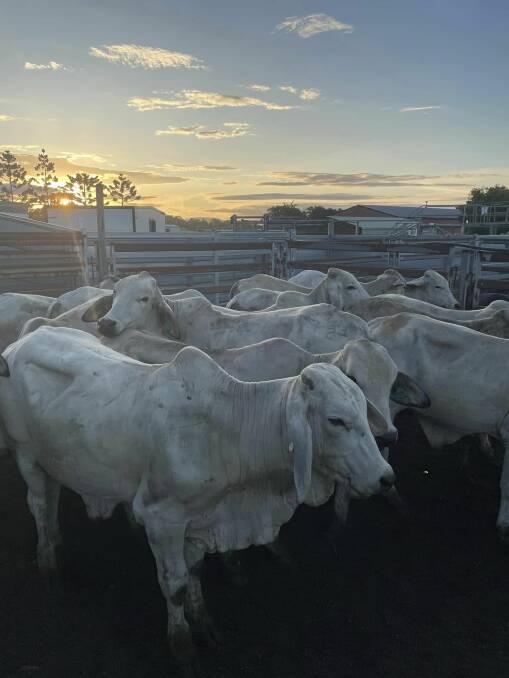 Steers topped last Friday's sale at Sarina at $1480 a head. Picture: Sarina Combined Agents 