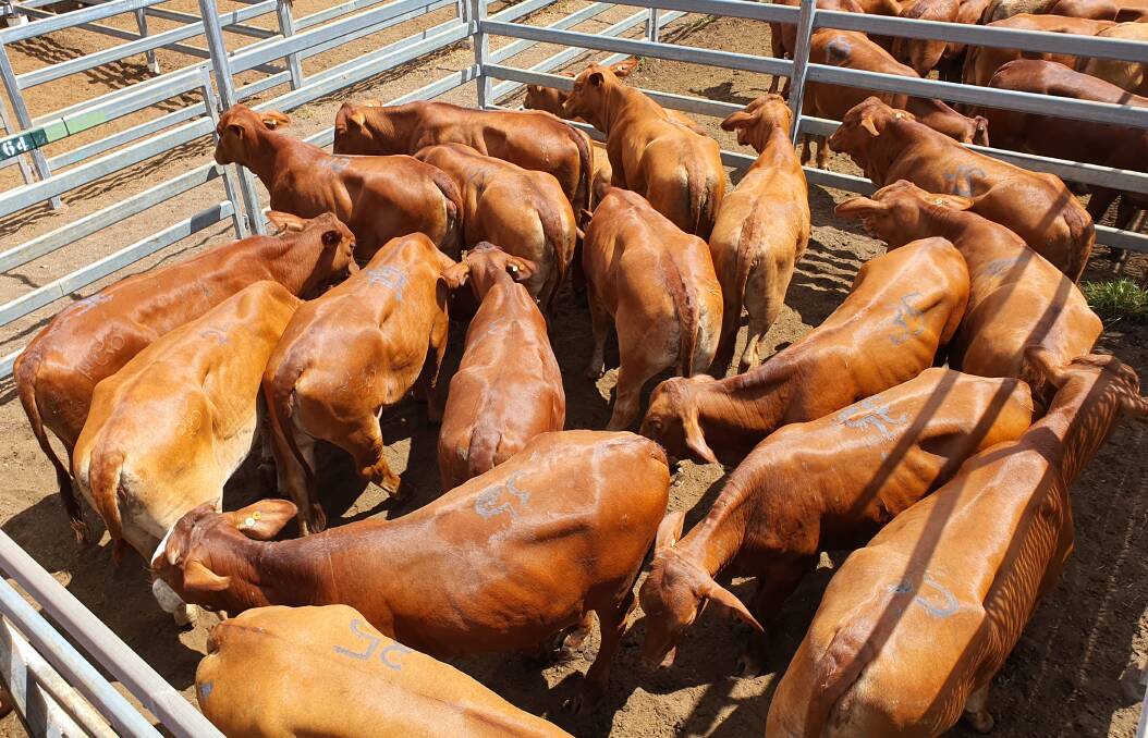 IR and CF Warmington yarded a quality line of Droughtmaster No. 0 heifers at Monto averaging $1220-1290/hd.