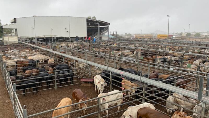 Bullocks dominate at Charters Towers prime sale