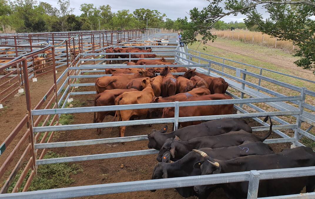 Monto Saleyards kicked off 2020 with 575 head offered and all regular and processors in attendance. Since last Wednesday's sale there has been 250-750mm rainfall (1 to 3 inches), which is a big relief to many.