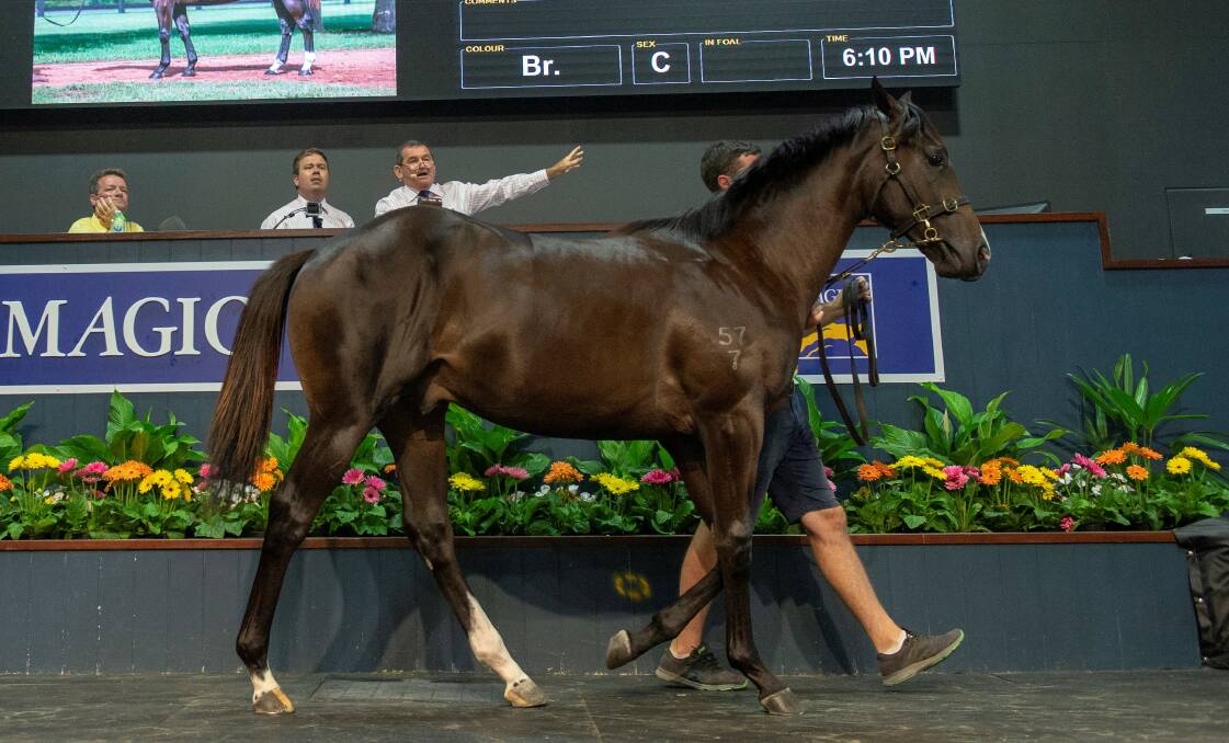 Group 3 Canberra Black Opal winner Barbaric sells for $900,000 at the 2019 Magic Millions Gold Coast yearling sale. His dam is Queensland-bred Mimi Lebrock winner of the 2007 Magic Millions 2YO Classic. Picture: Magic Millions 