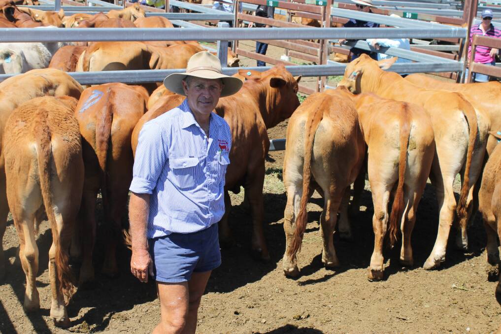 At Monto Cattle and Country’s fortnightly sale, Billy and Beryl Avis, Mulgildie, sold a run of No 8 quality Droughtmaster steers from 372kg down to 260kg to average $937 or 285c/kg.