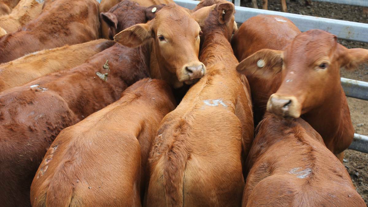 Droughtmaster weaner steers hit 339c at Gympie