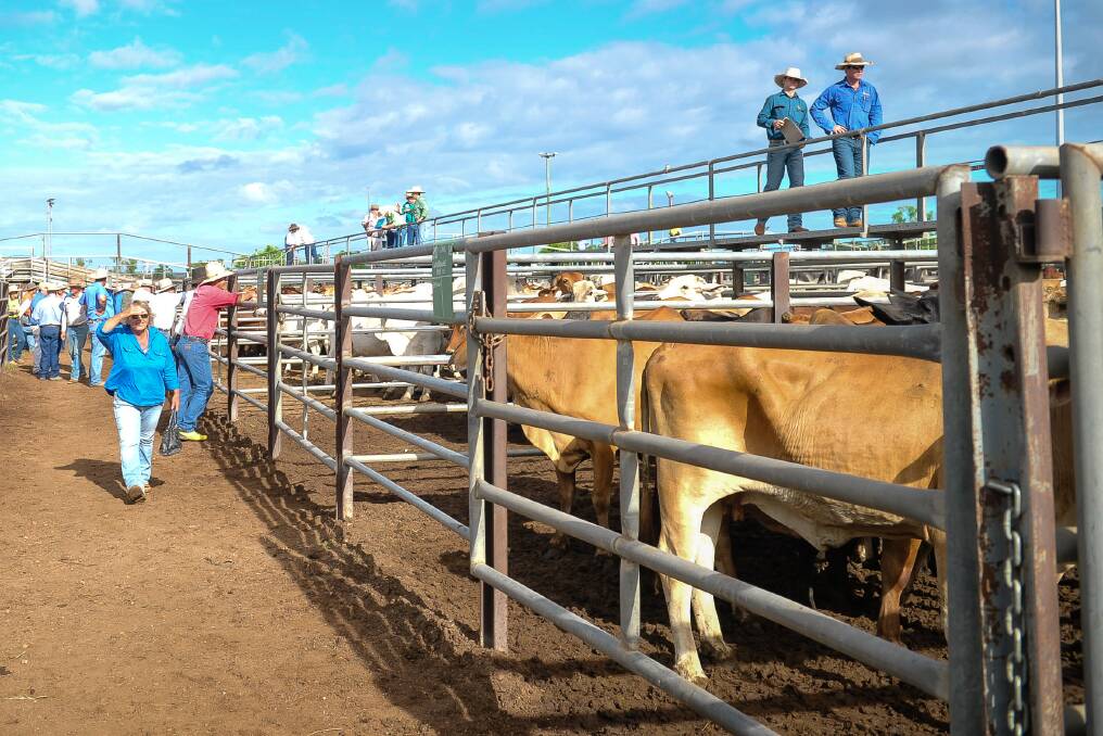 Heavy heifers 232c at Charters Towers