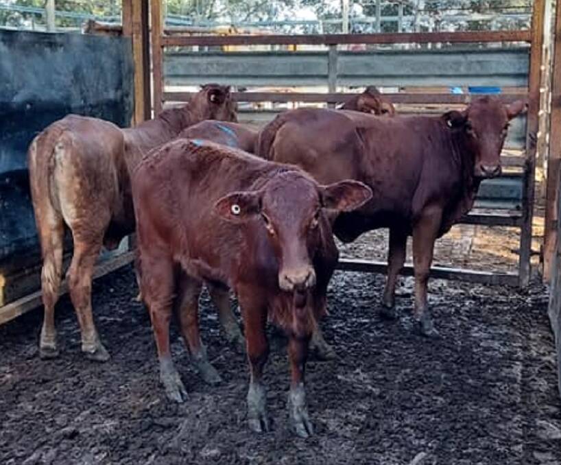 Yearling heifers 213kg a/c B Fry topped the category and set a new saleyards record of 550.2c/kg. 