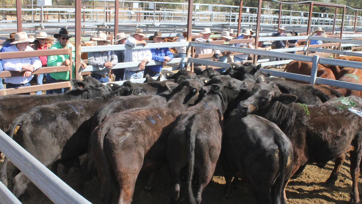 C and F Lewis sold 357kg Angus cross No 7 steers for 270c/kg or $965 to Stanhope Cattle Co at Monto’s fortnightly fat and store sale.