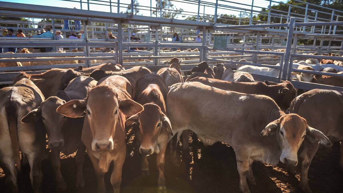 Weaner steers reach 300c, average 280c at Emerald