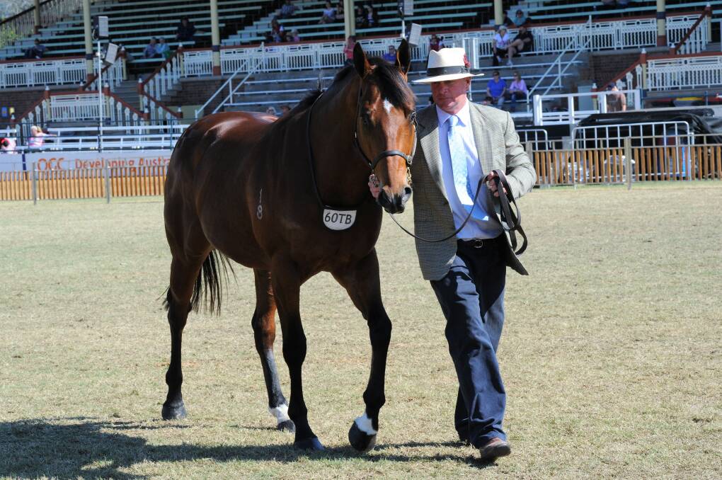Raheen studmaster Basil Nolan Jnr parades young sire Golden Archer during thoroughbred judging at the 2013 Royal Queensland Show.
