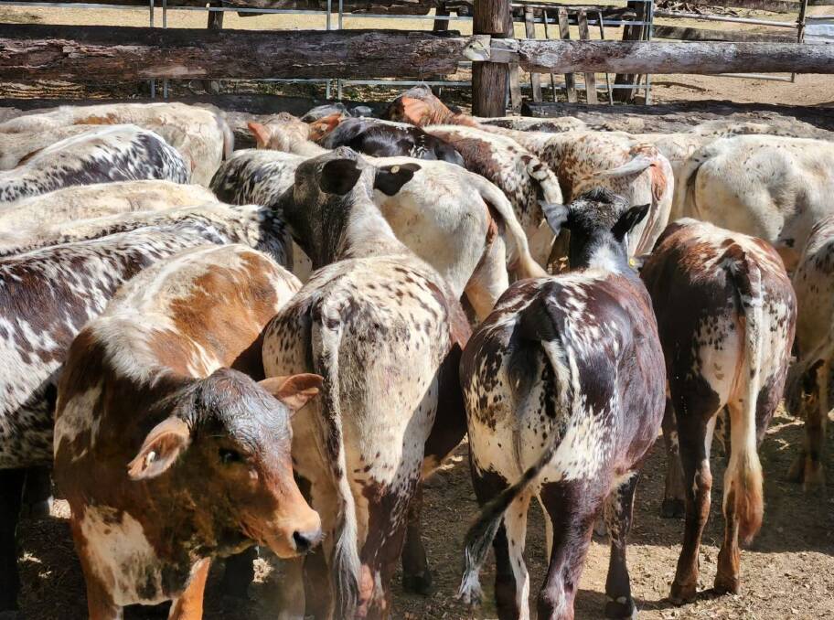 Brahkle heifers weighing 260kg sold for $810/hd at Innisfail. Picture supplied by Queensland Rural