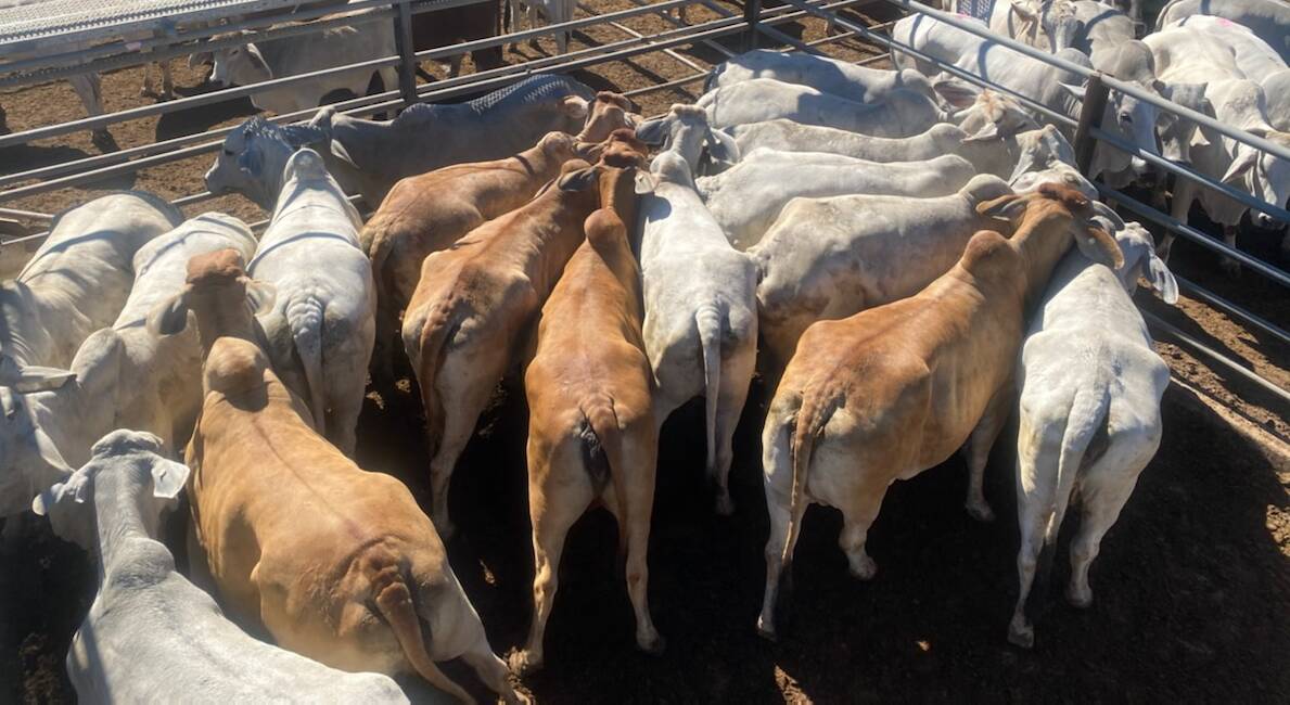 Weaner steers reach top of 528c, average $1251/hd at Charters Towers