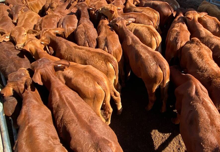 Weaner steers in demand from restockers at Clermont