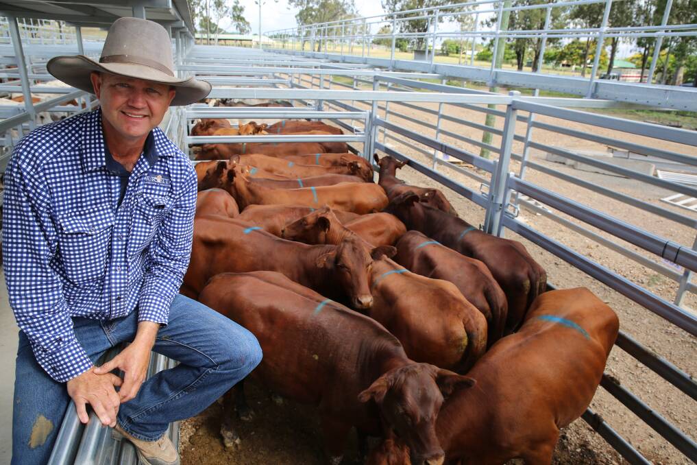 Burnett Livestock & Realty’s Lance Whitaker with a pen of four tooth Santa Gertrudis heifers on account of the Jensen family, Mt Perry. The heifers sold for 266.2c/kg or $1210/head.