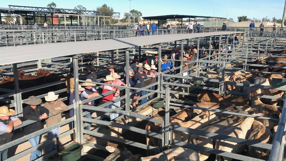 Weaner heifers 200-280kg top at 776c at Emerald