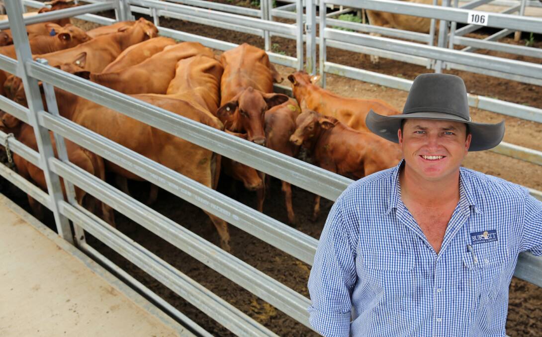 Burnett Livestock & Realtys James Cochrane with a pen of Droughtmaster cows and calves on account of Terry Schiefelbein, Gundalda, that sold for $2900/unit.