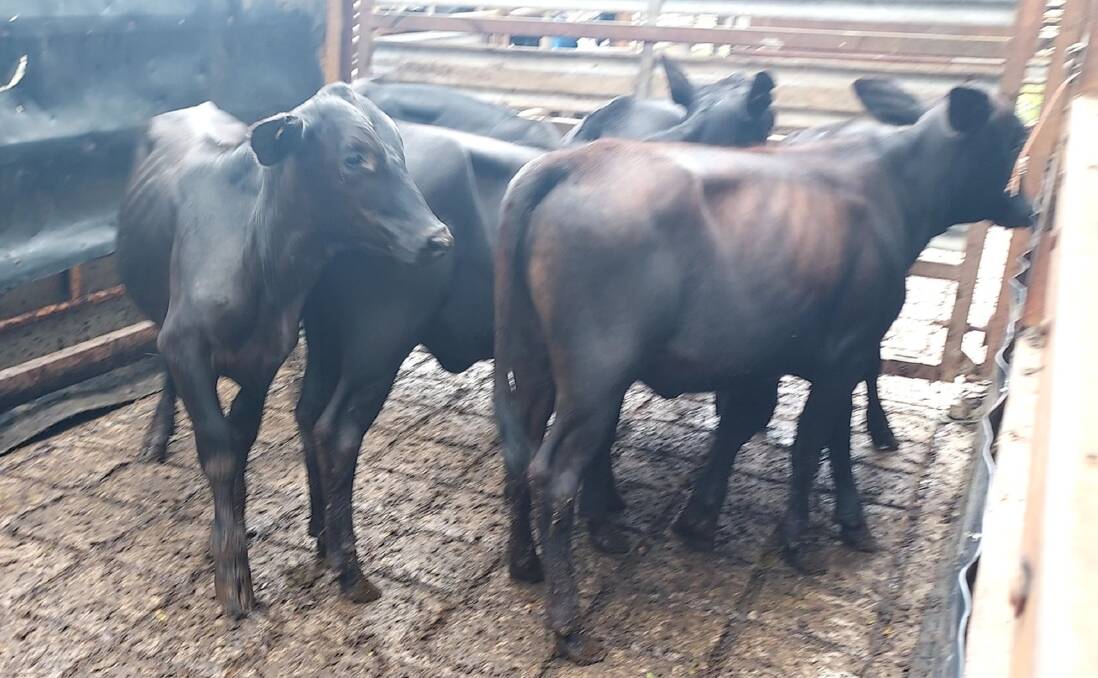 Equal top priced yearling heifers a/c Wombinoo Pastoral weighing 157kg sold to 354.2c/kg. 