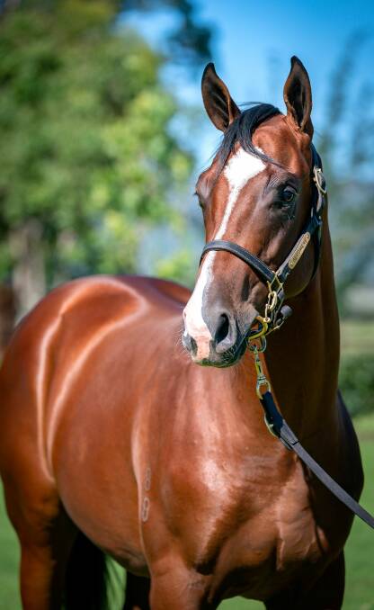 Top priced yearling at $1.8 million at the Inglis Easter yearling sale was this Snitzel/First Seal colt. Picture: Inglis
