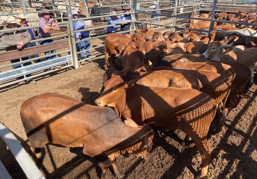 Regular buyer Shannon Coombs looks over a pen of heifers at Charters Towers store sale on Friday. Picture: Matthew Geaney.