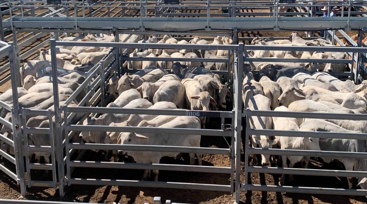 Lestree Downs, Clermont, sold 97 quality grey Brahman heifers for 357c/kg to return $1060/hd at Gracemere on Wednesday.