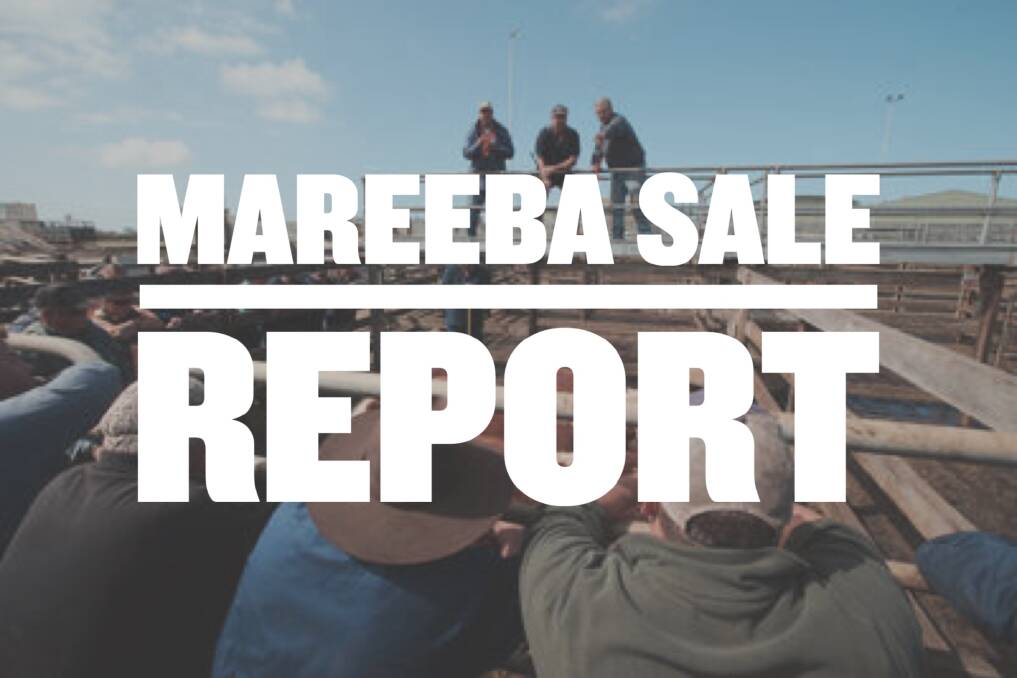 Live export steers hit 308c at Mareeba