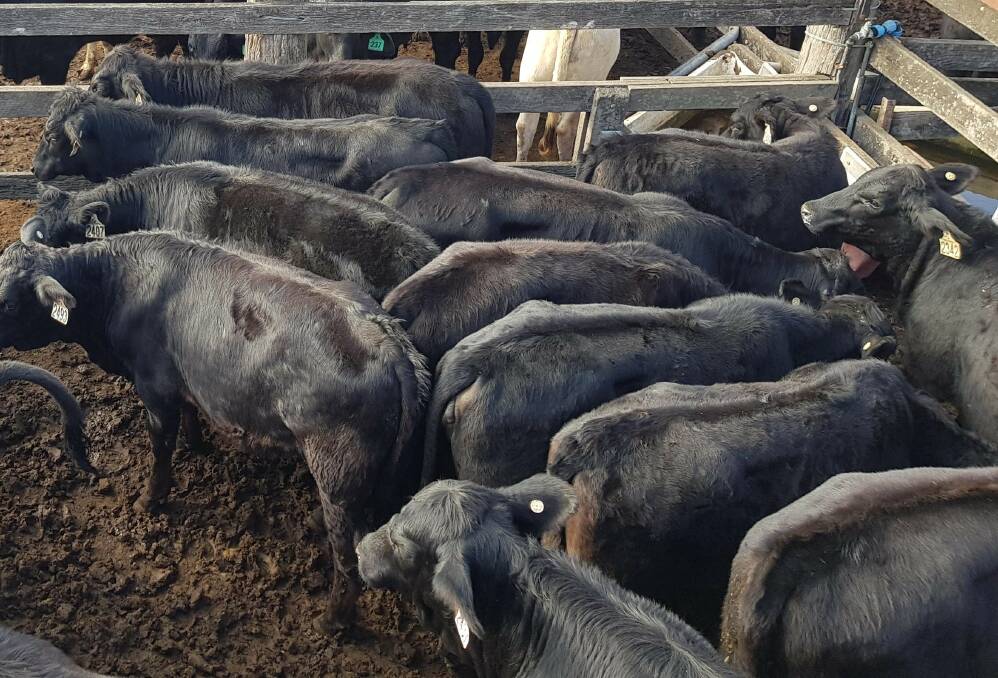 Yearling steers sell to 331c, average 296c at Mareeba
